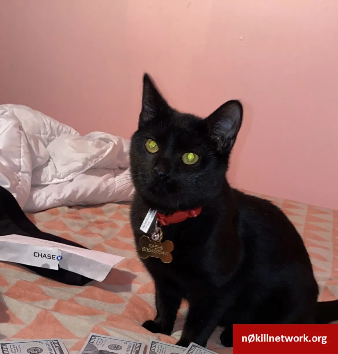 Lost cat in Villa Park, IL, 60181