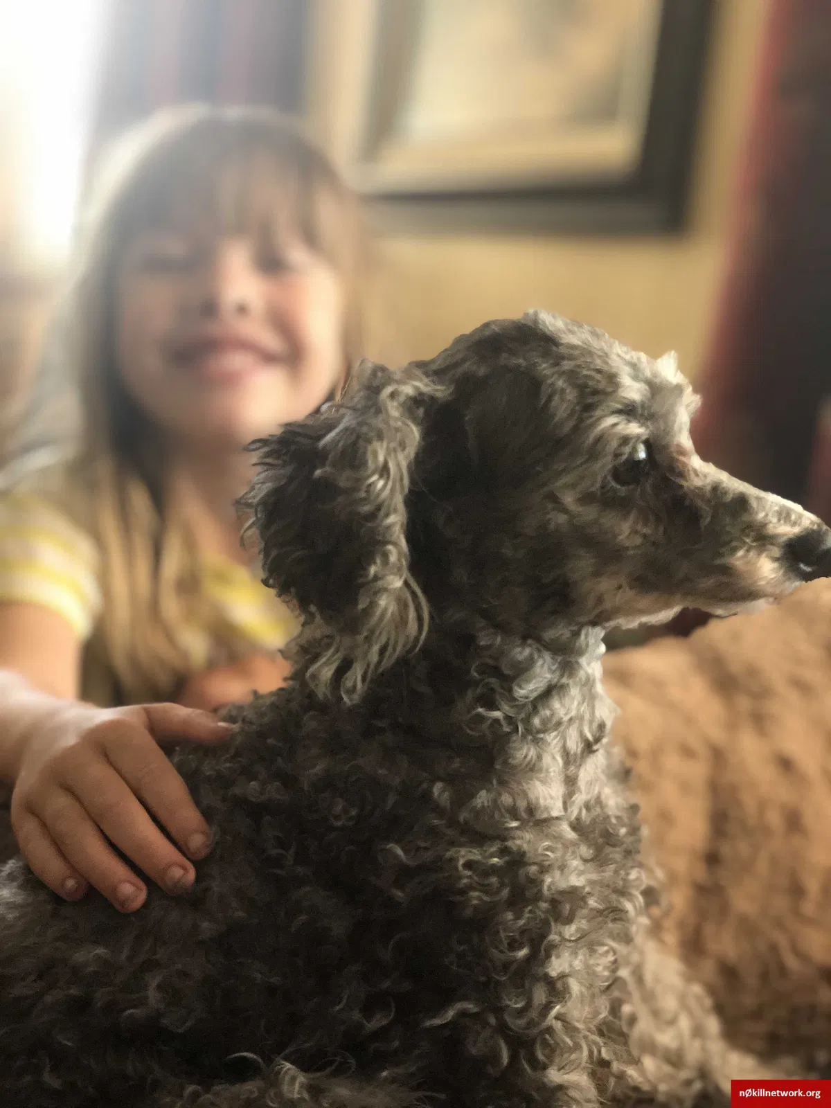 Lost dog in Wichita, KS, 67211