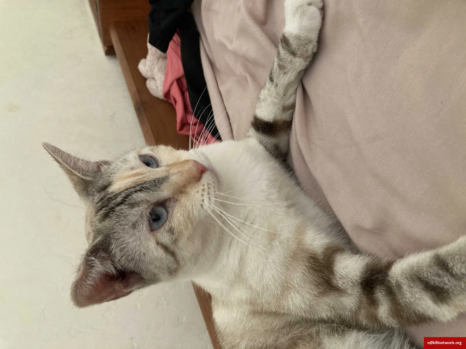 Lost cat in Bakersfield, CA, 93306