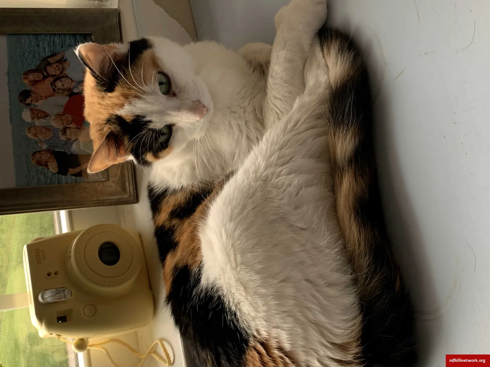 Lost cat in Knoxville, TN, 37919