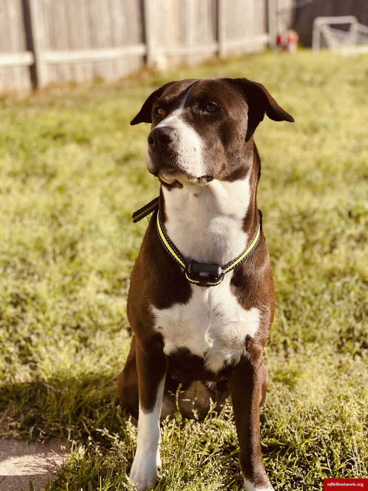 Lost dog in Katy, TX, 77449
