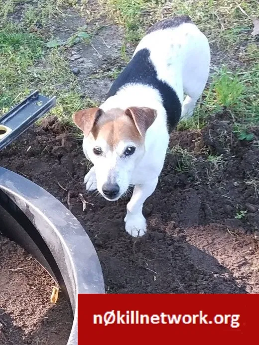 Lost dog in Greensboro, NC, 27407