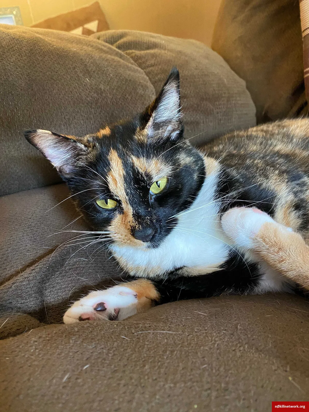 Lost cat in Winston Salem, NC, 27106