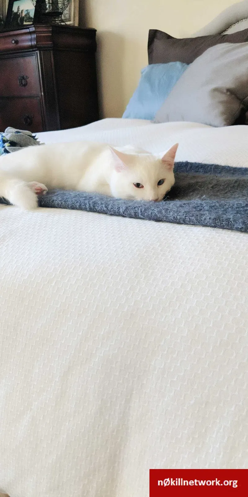 Lost cat in Highland, CA, 92346