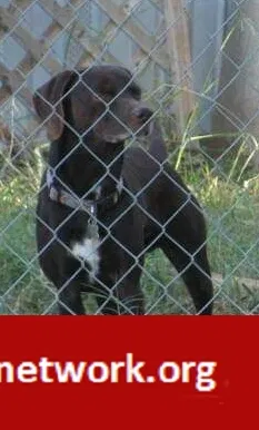 Lost dog in Tulsa, OK, 74115