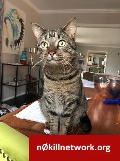 Lost cat in Greensboro, NC, 27410