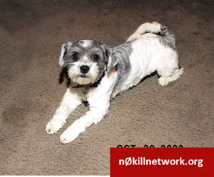 Lost dog in Cleveland, OH, 44106
