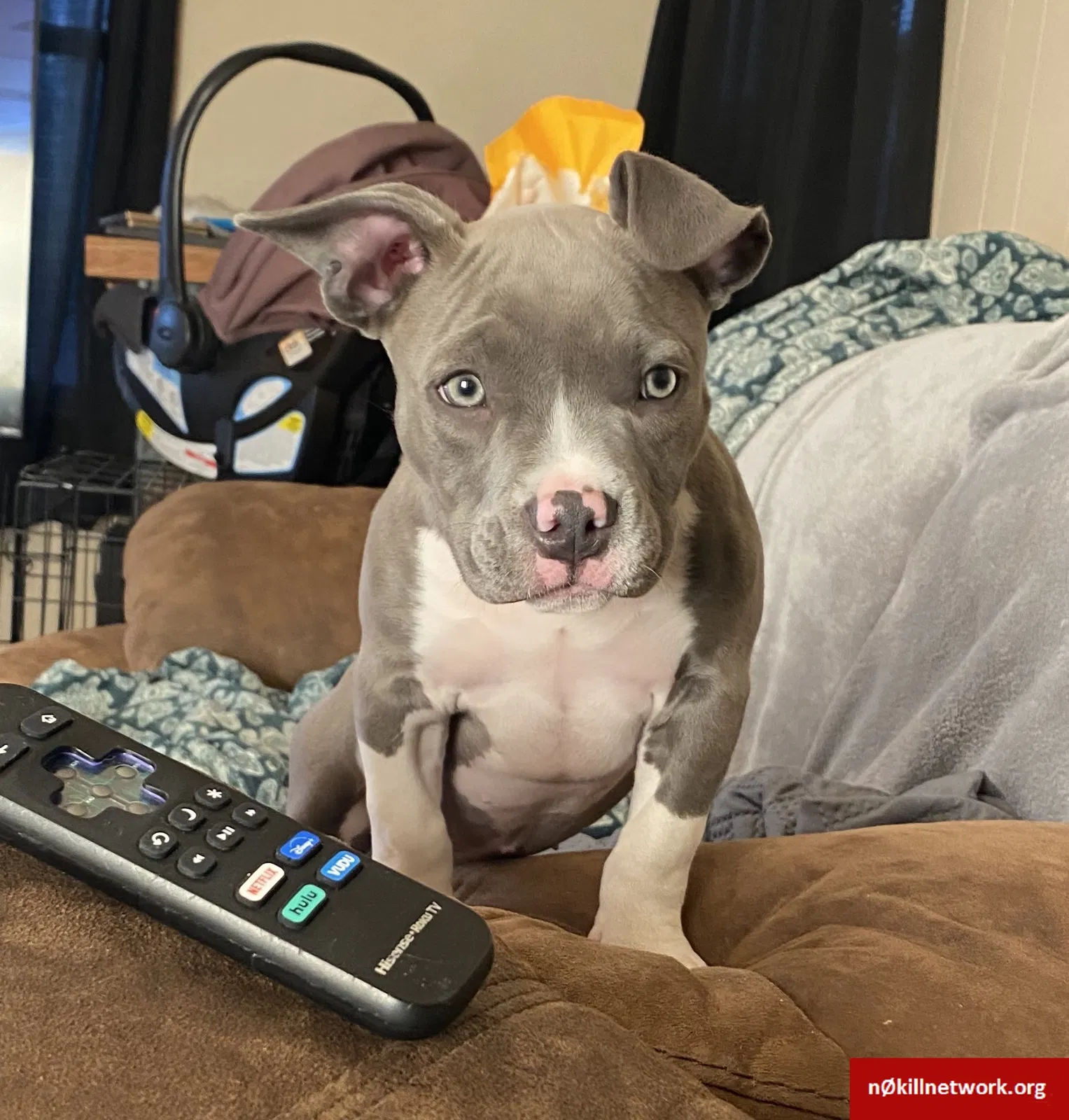 Lost dog in Wichita, KS, 67213