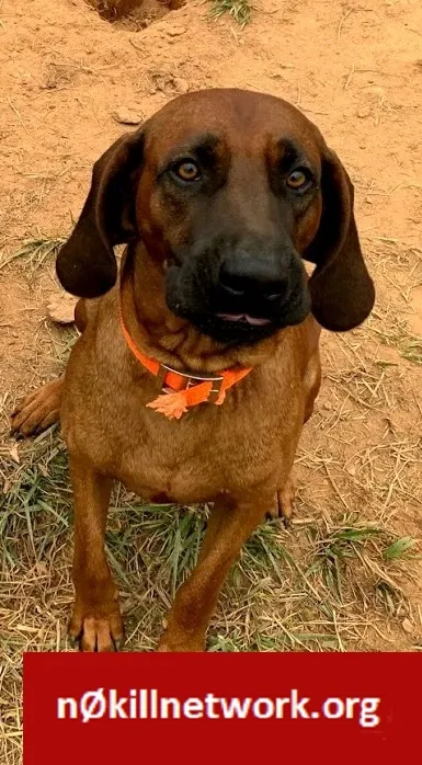 Lost dog in Taylors, SC, 29687