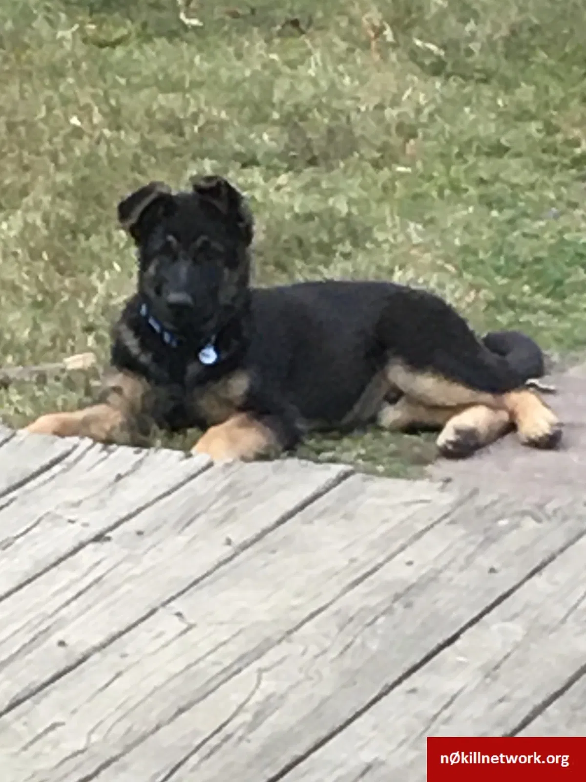 Lost dog in Walnut Cove, NC, 27052
