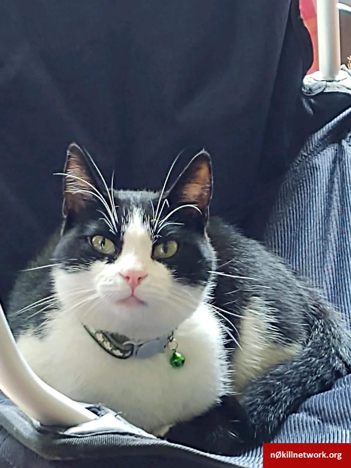 Lost cat in Semmes, AL, 36575