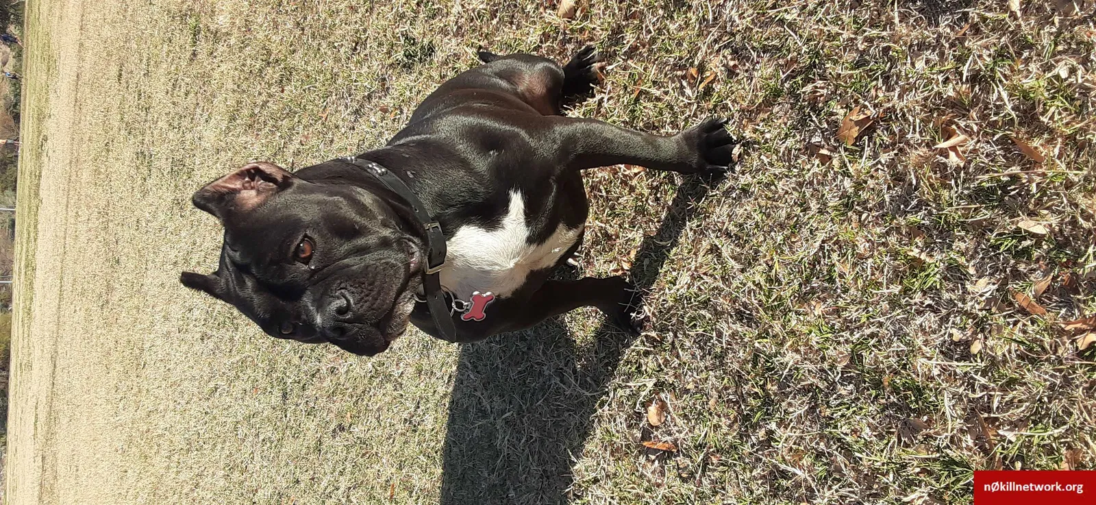 Lost dog in Glendale, AZ, 85301