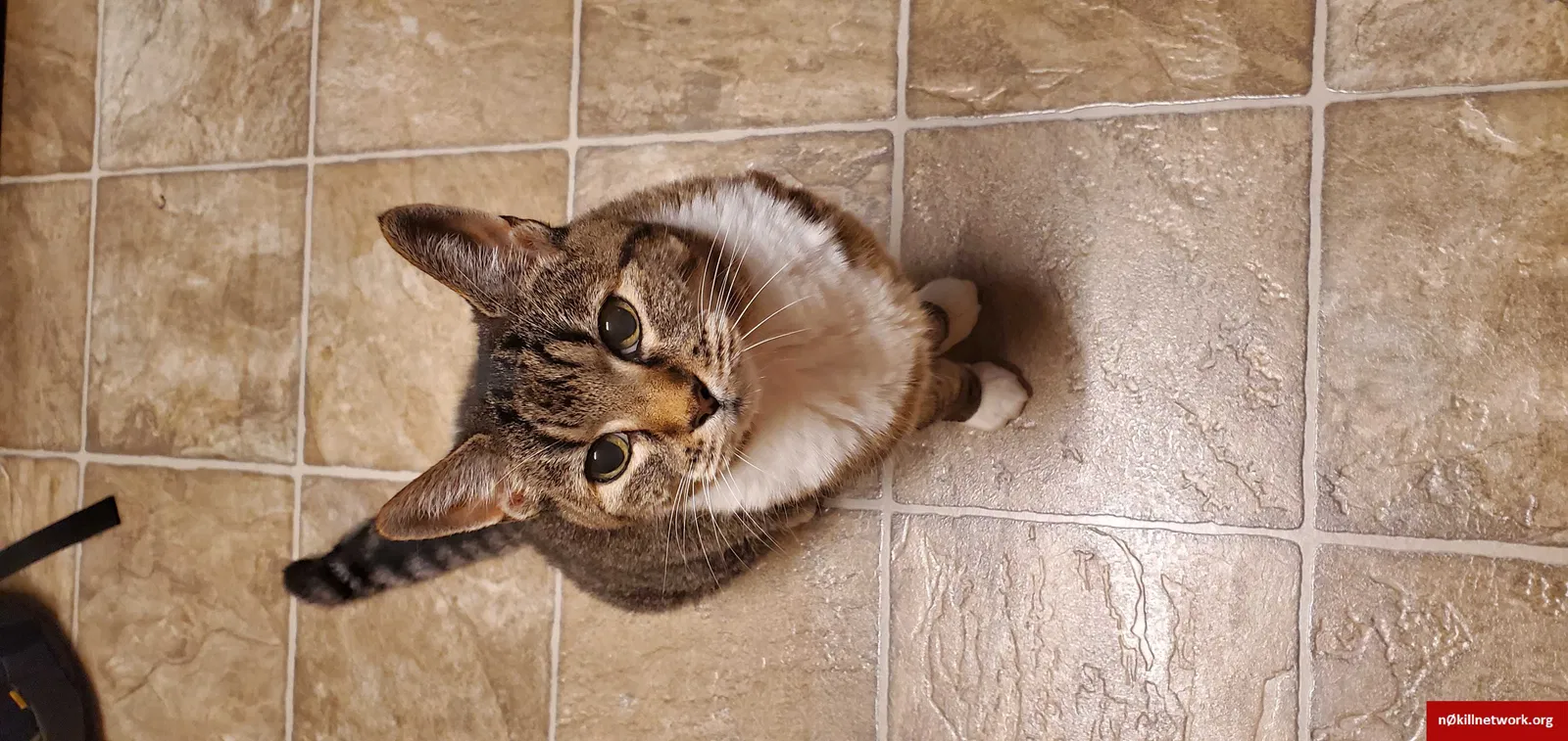 Lost cat in Tacoma, WA, 98466