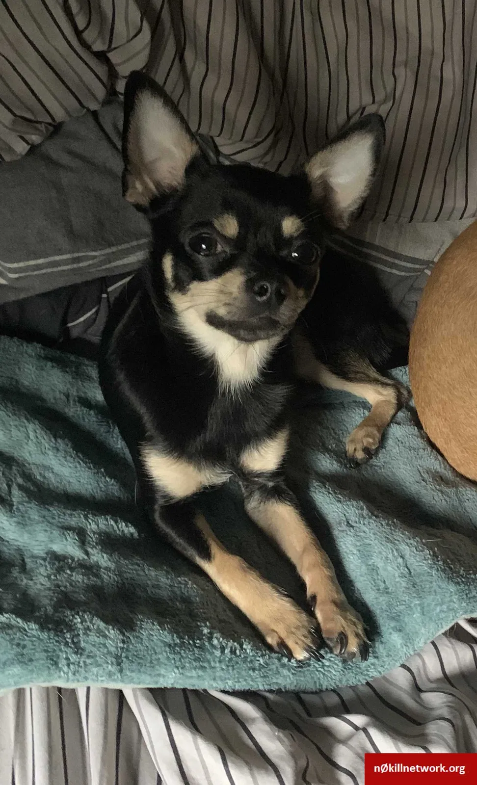 Lost dog in Gig Harbor, WA, 98329
