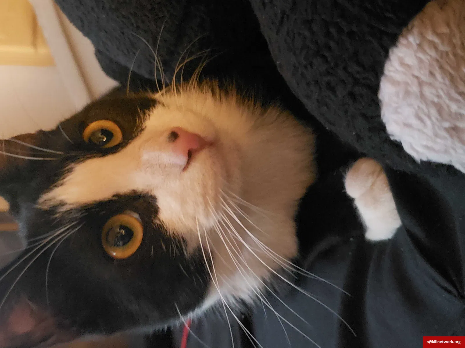 Lost cat in Escondido, CA, 92027
