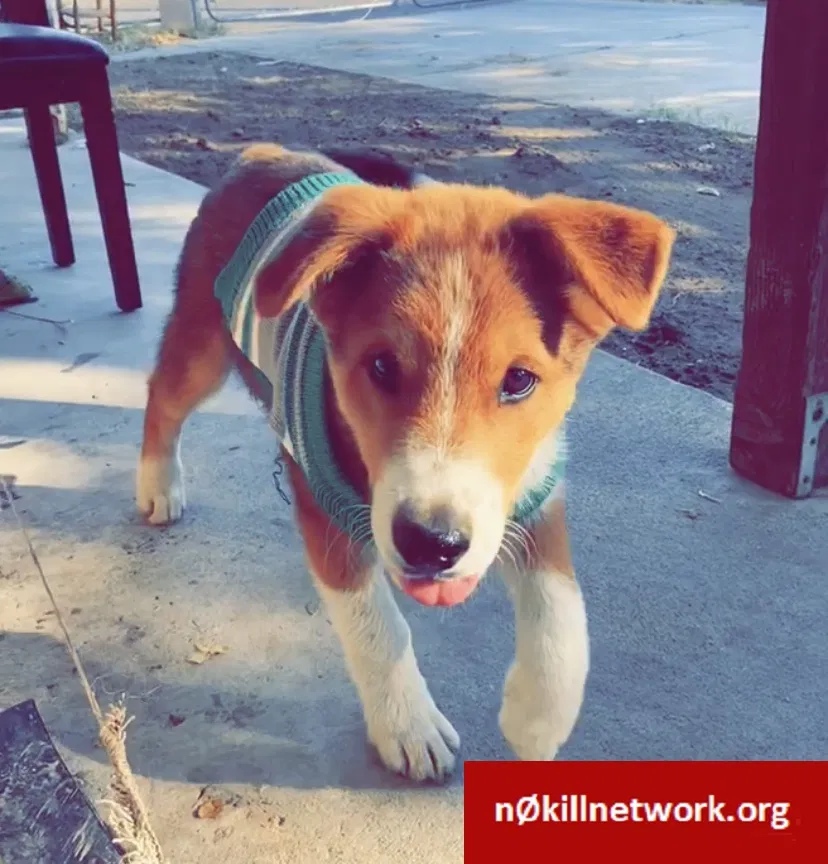 Lost dog in Turlock, CA, 95380