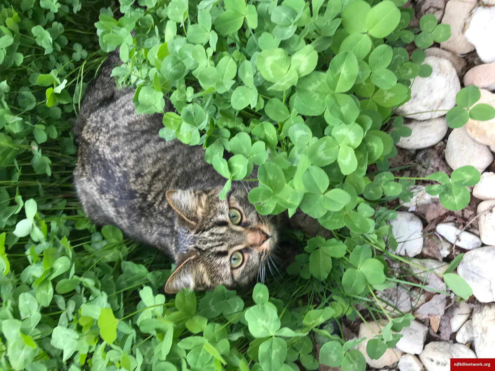 Lost cat in Wexford, PA, 15090