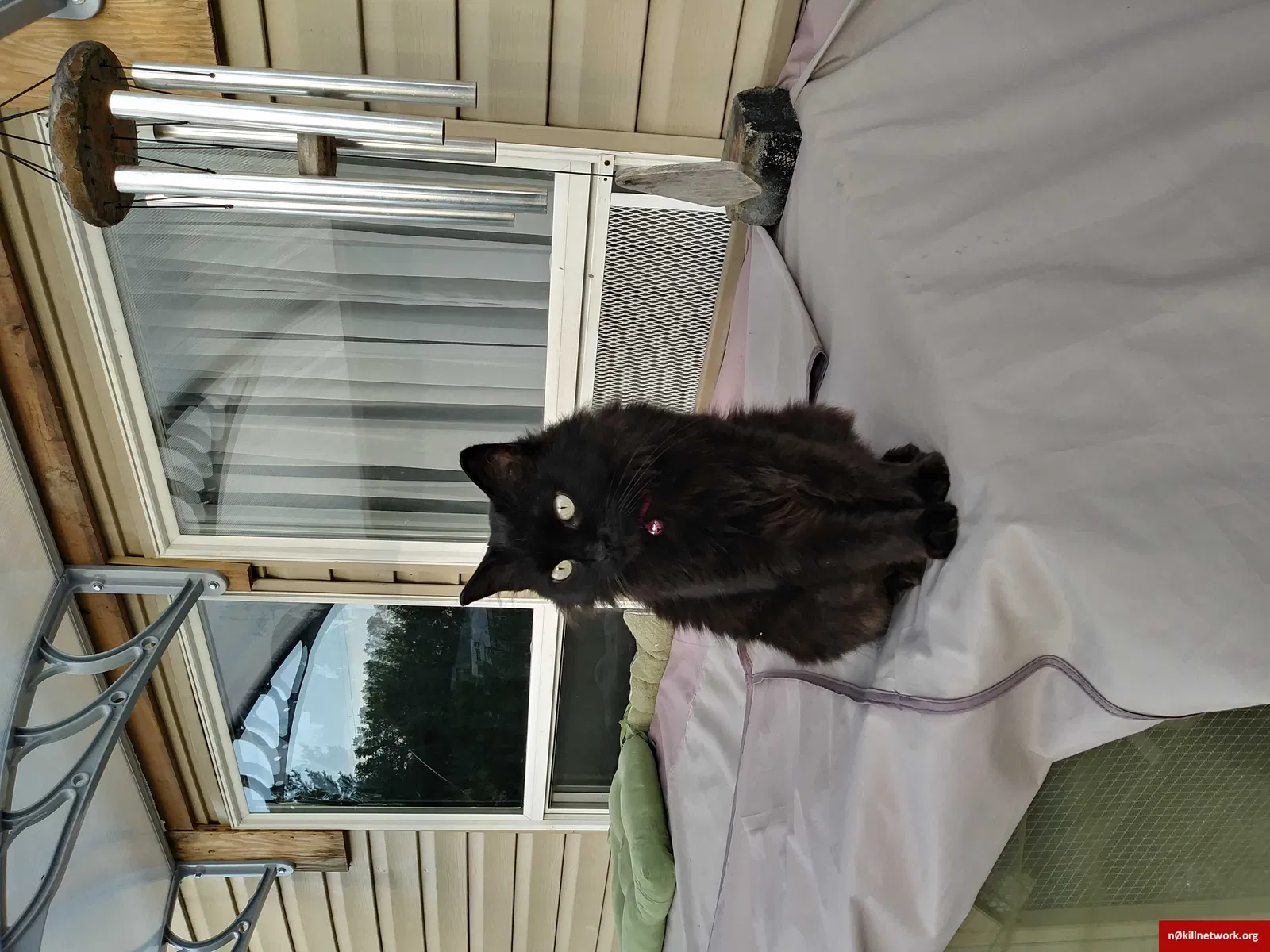 Lost cat in Grand Rapids, OH, 43522