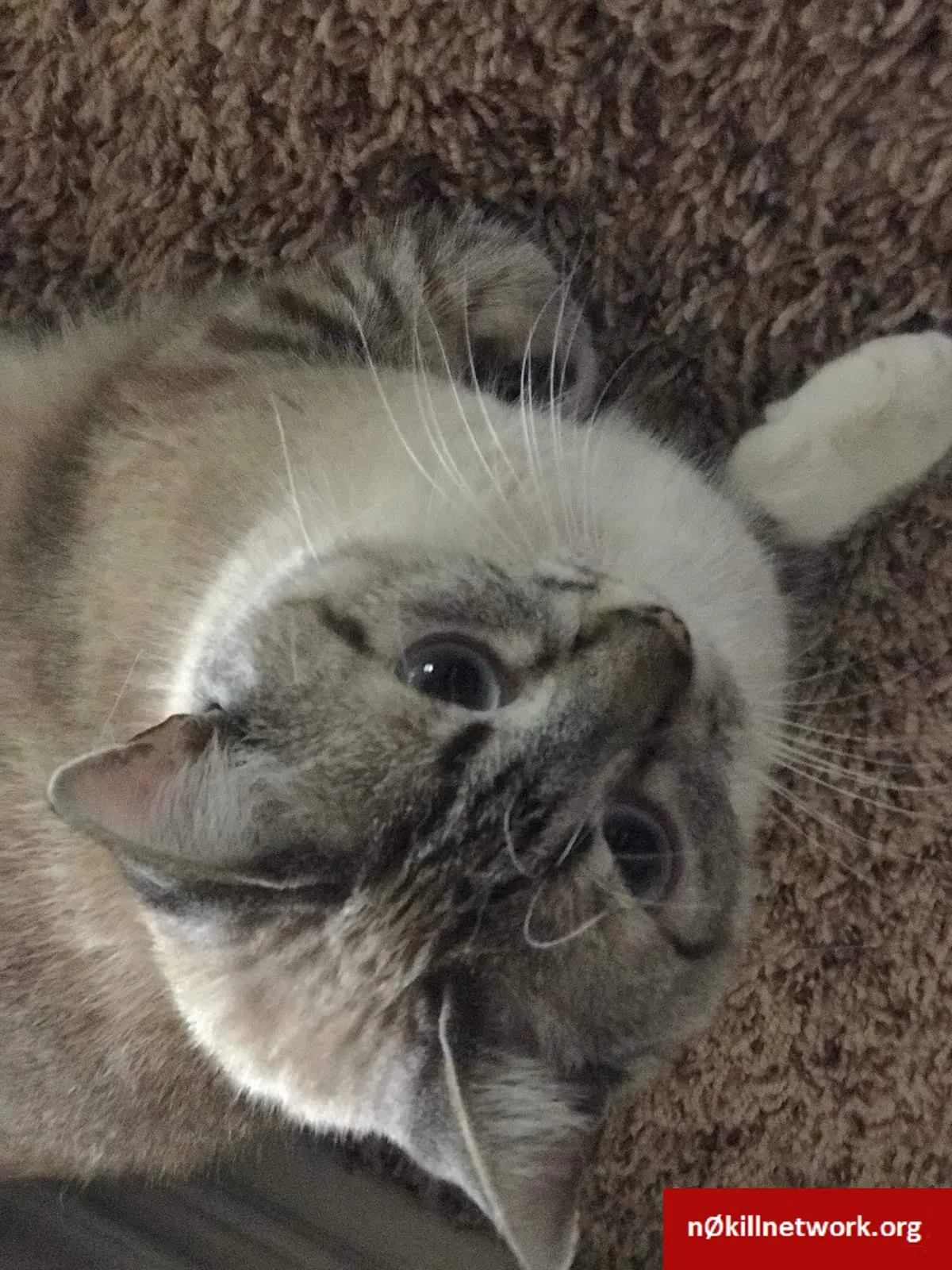 Lost cat in Cedar Park, TX, 78613