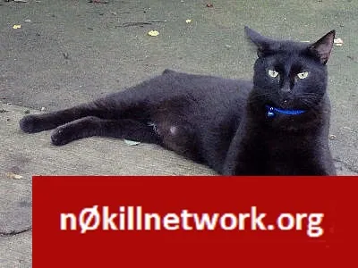 Lost cat in Cleveland, OH, 44130