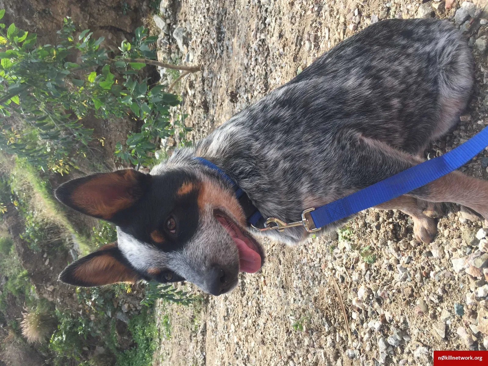 Lost dog in Baldwin Park, CA, 91706