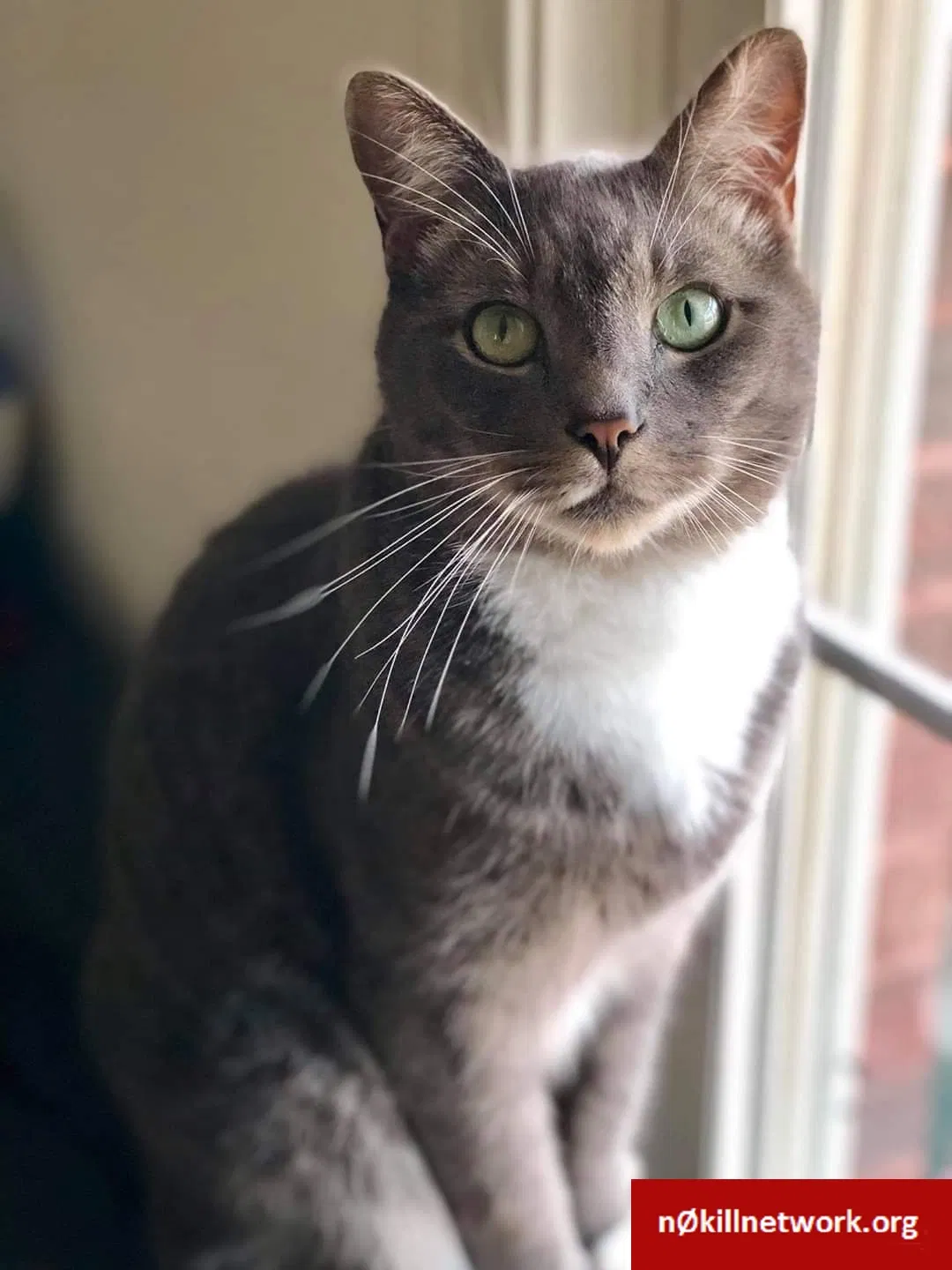 Lost cat in Prince George, VA, 23875