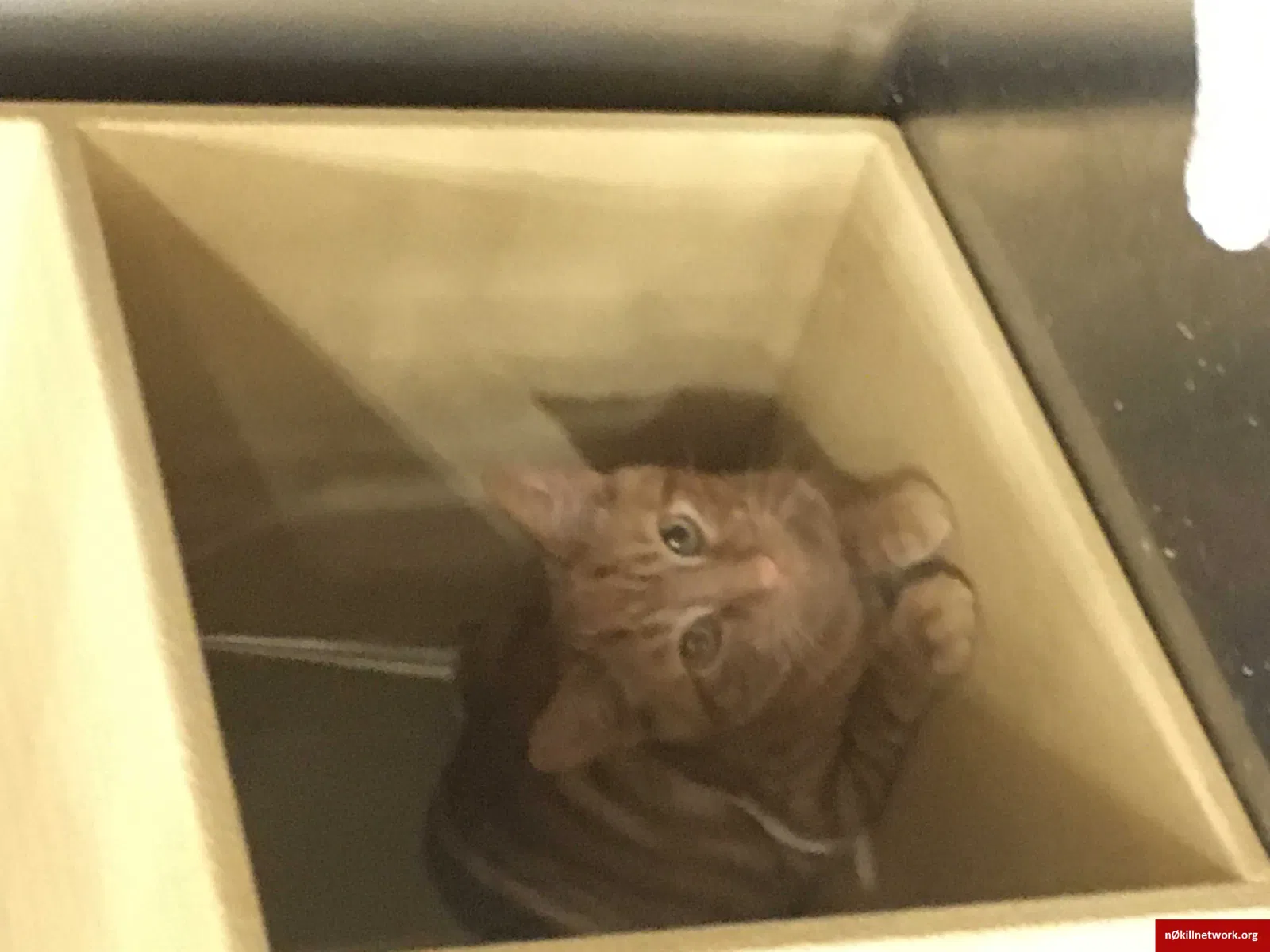 Lost cat in Frederick, MD, 21703