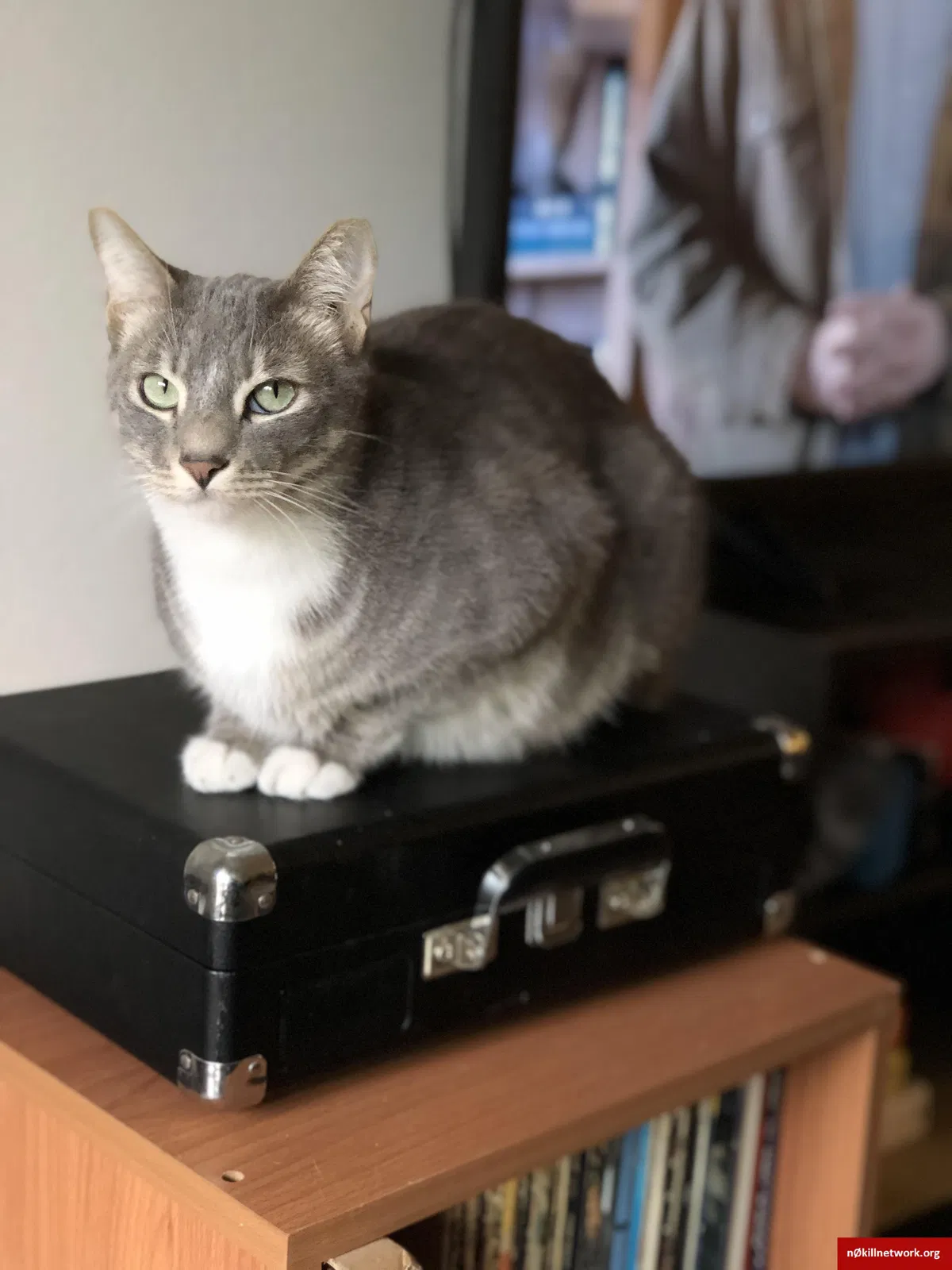 Lost cat in San Diego, CA, 92108