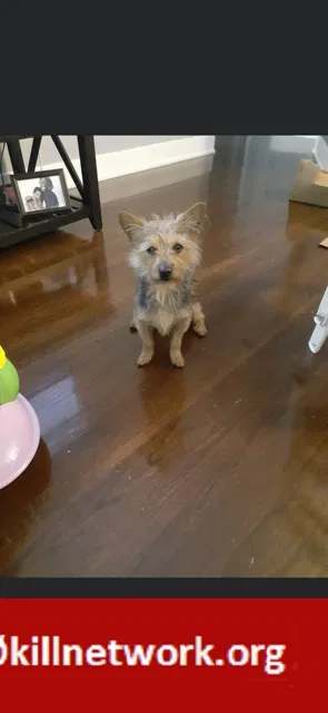 Lost dog in Calumet City, IL, 60409