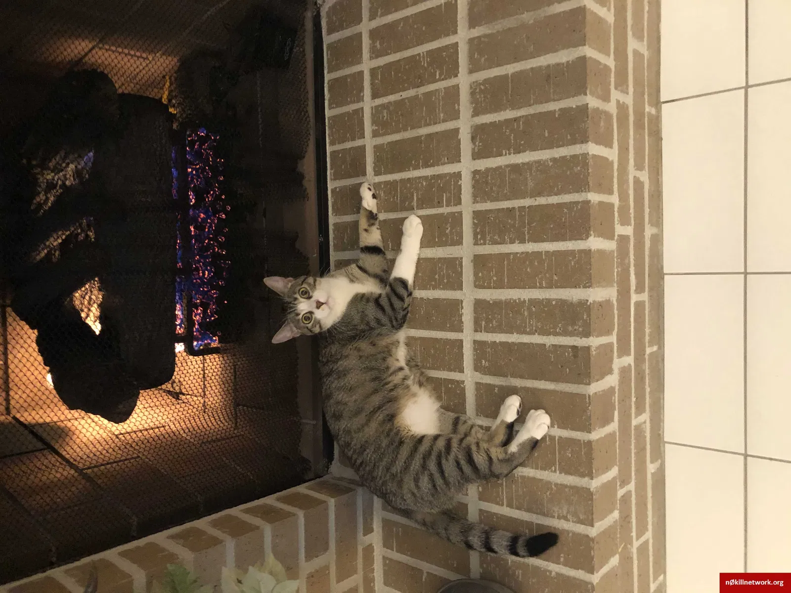 Lost cat in Scott, LA, 70583
