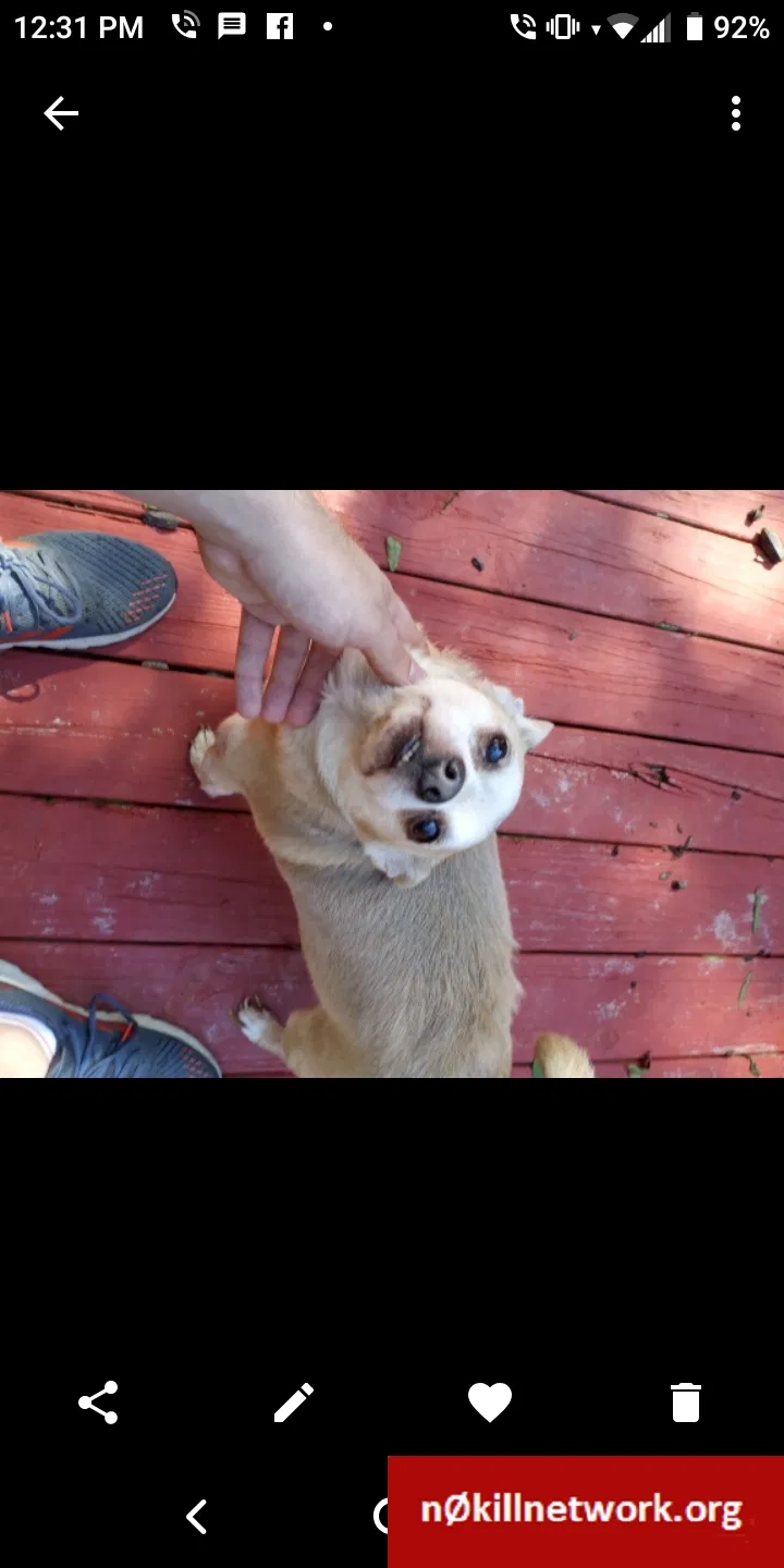 Lost dog in Mableton, GA, 30126