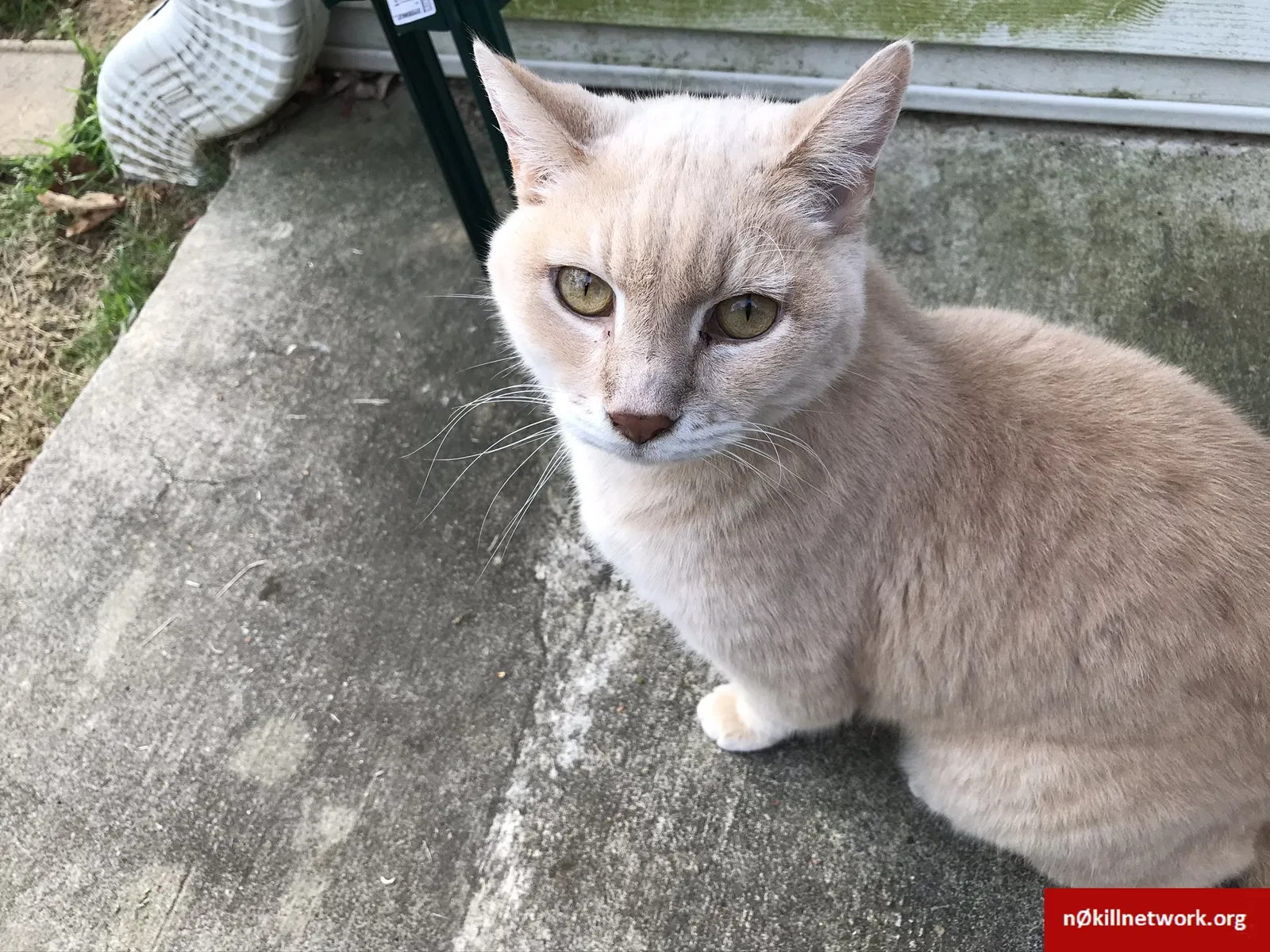 Lost cat in Dacula, GA, 30019