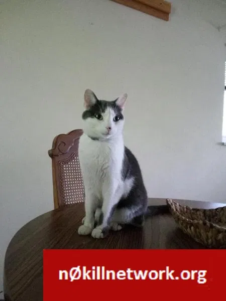 Lost cat in Tea, SD, 57064