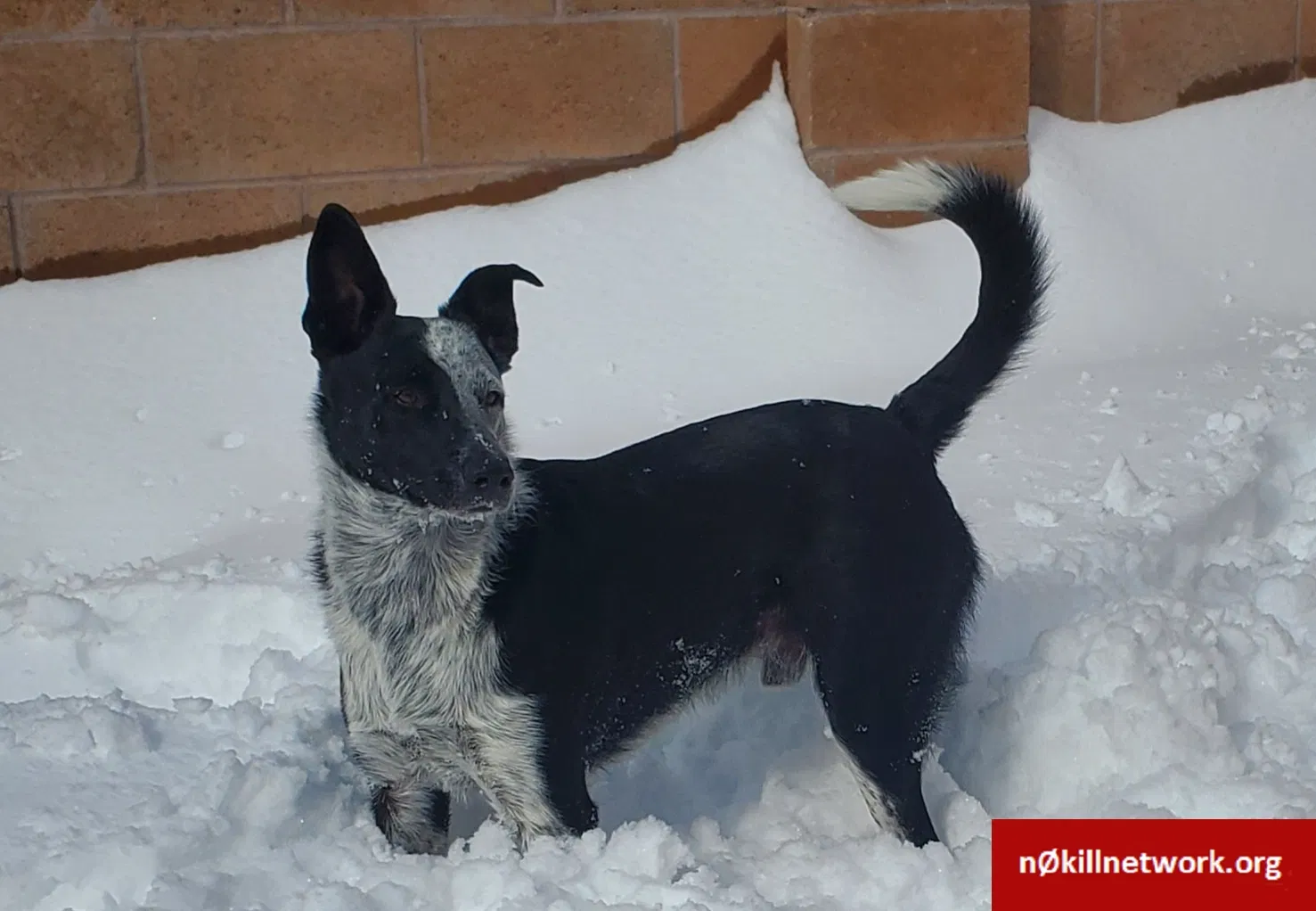Lost dog in Rio Rancho, NM, 87144