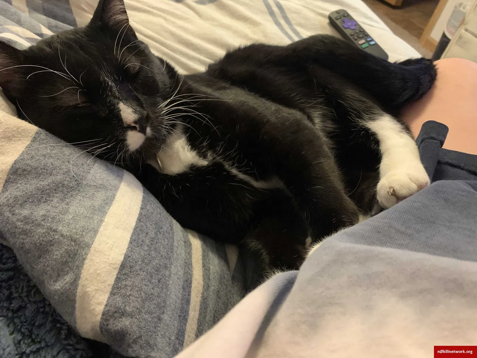 Lost cat in Lawrence, KS, 66047