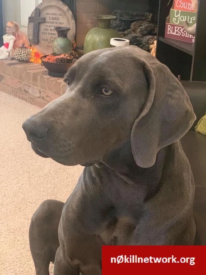 Lost dog in Maumelle, AR, 72113