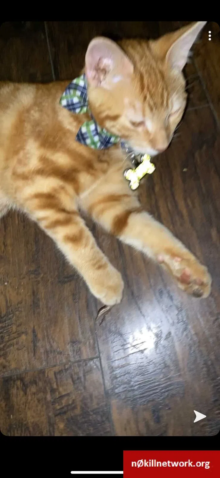 Lost cat in Riverside, CA, 92501