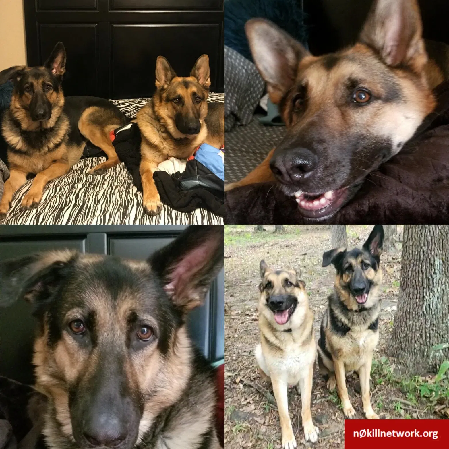 Lost dog in Sand Springs, OK, 74063
