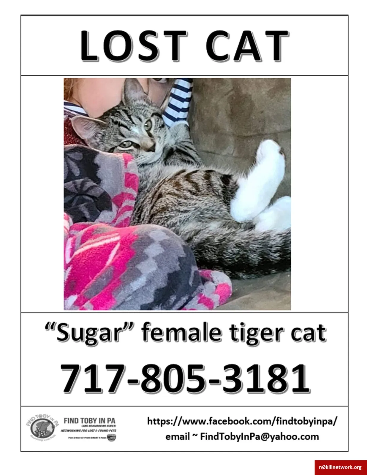 Lost cat in Mechanicsburg, PA, 17050