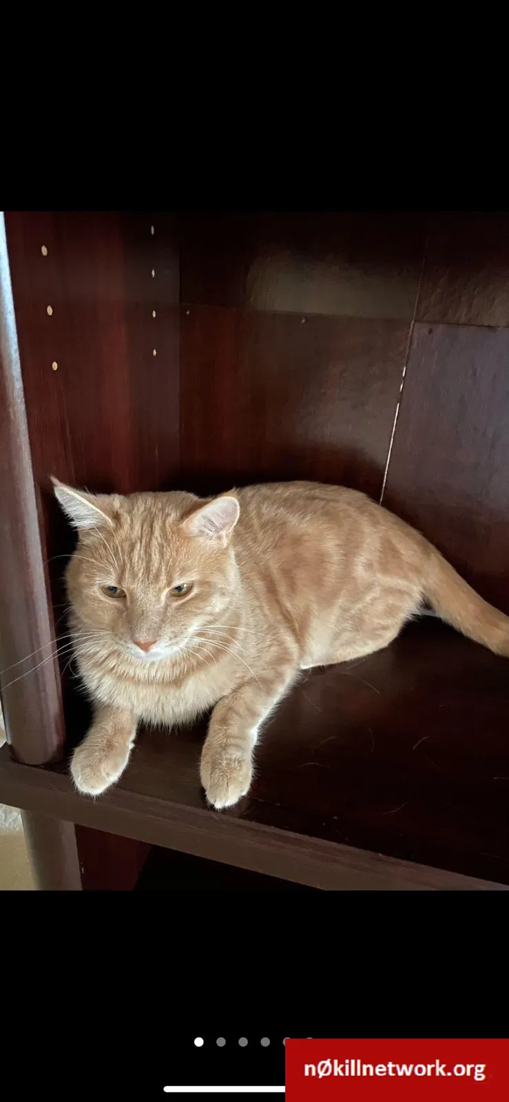 Lost cat in Unknown, FL, 38787