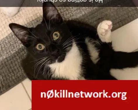 Lost cat in Wyandotte, MI, 48192