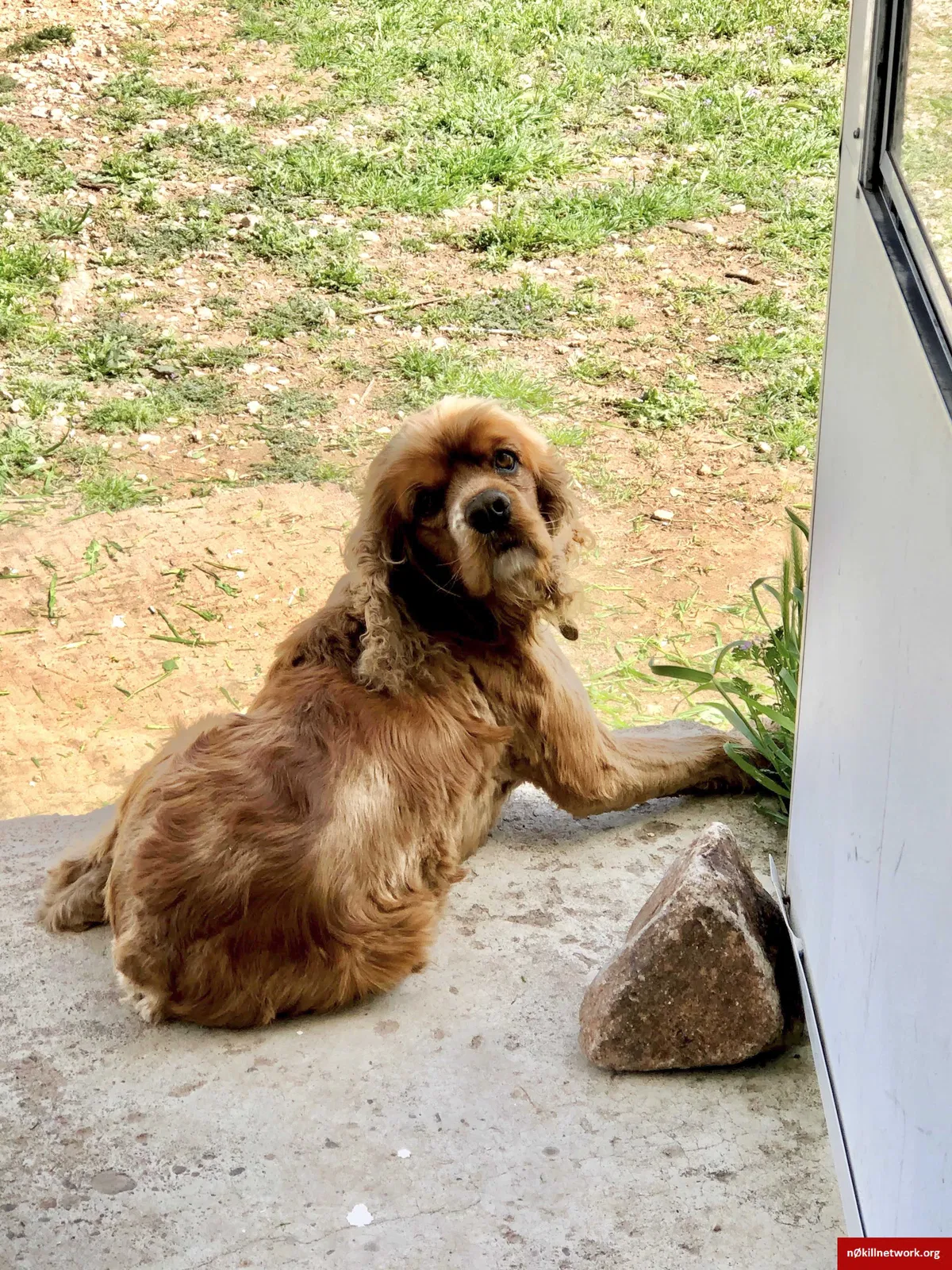 Lost dog in Midland, TX, 79706