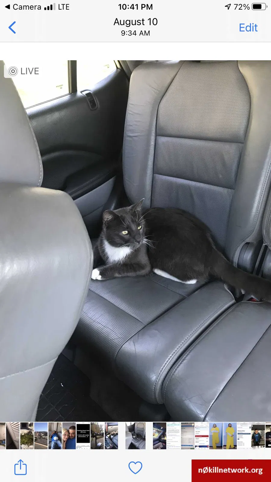 Lost cat in Waterbury, CT, 6705
