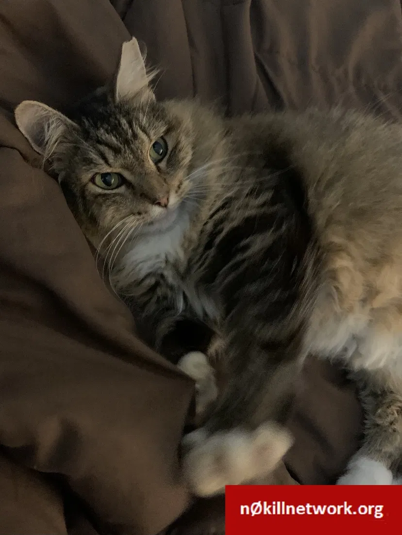 Lost cat in Henrico, VA, 23294