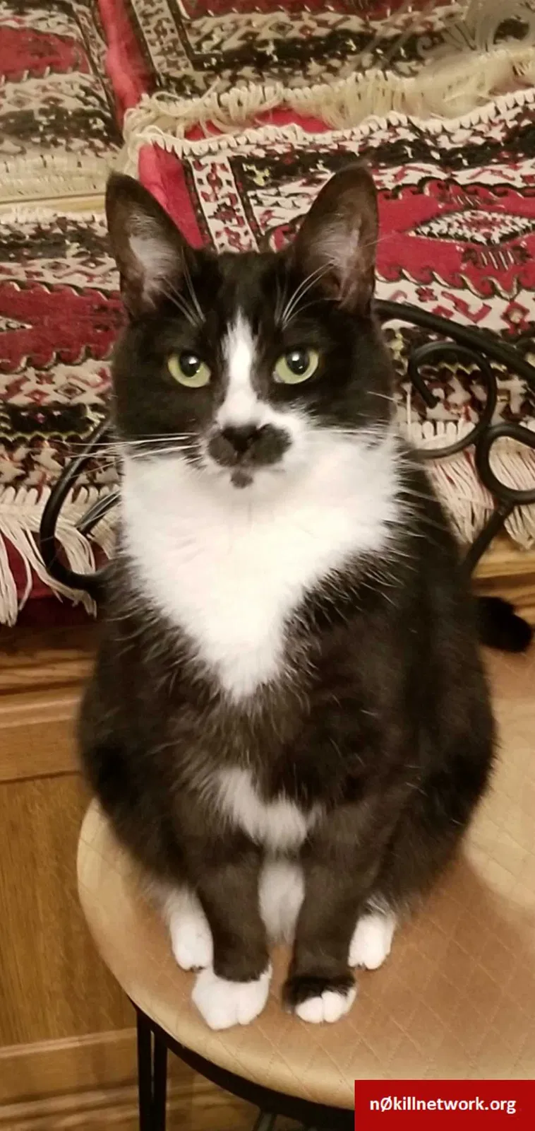 Lost cat in Mundelein, IL, 60060