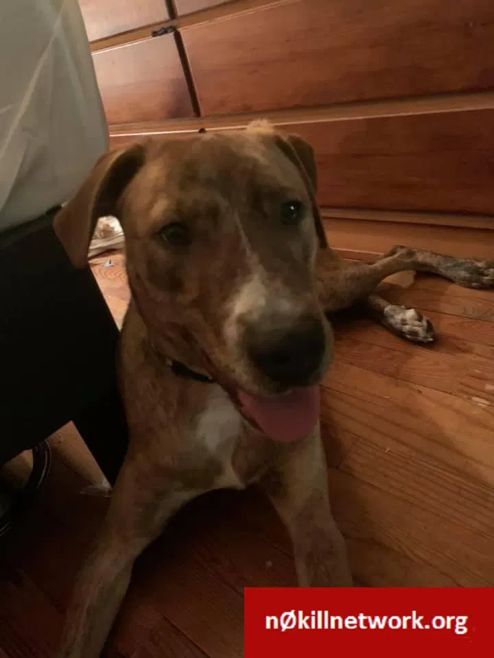 Lost dog in Poseyville, IN, 47633
