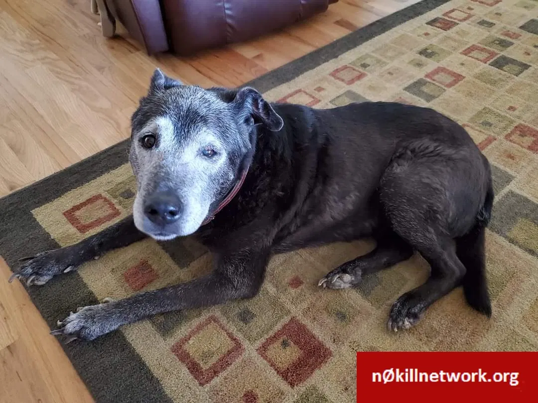 Lost dog in Dothan, AL, 36301