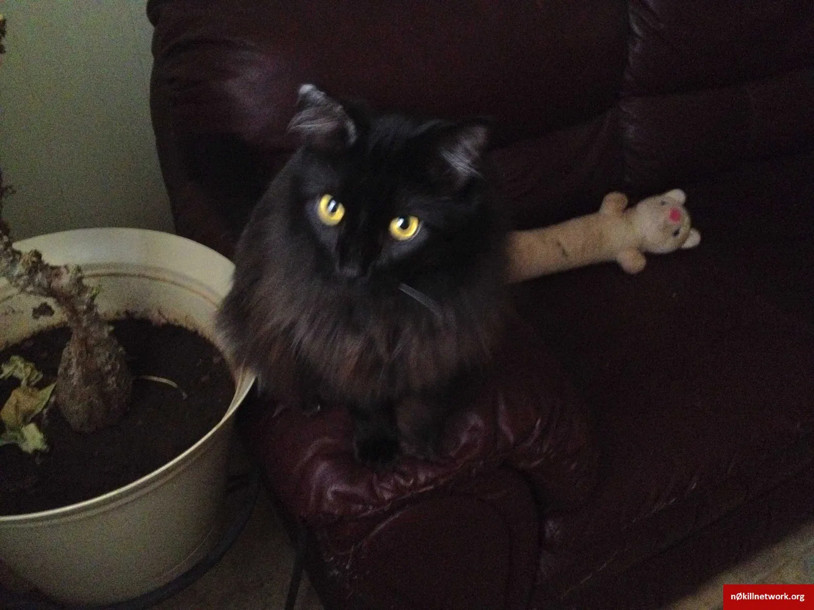 Lost cat in Muscle Shoals, AL, 35661