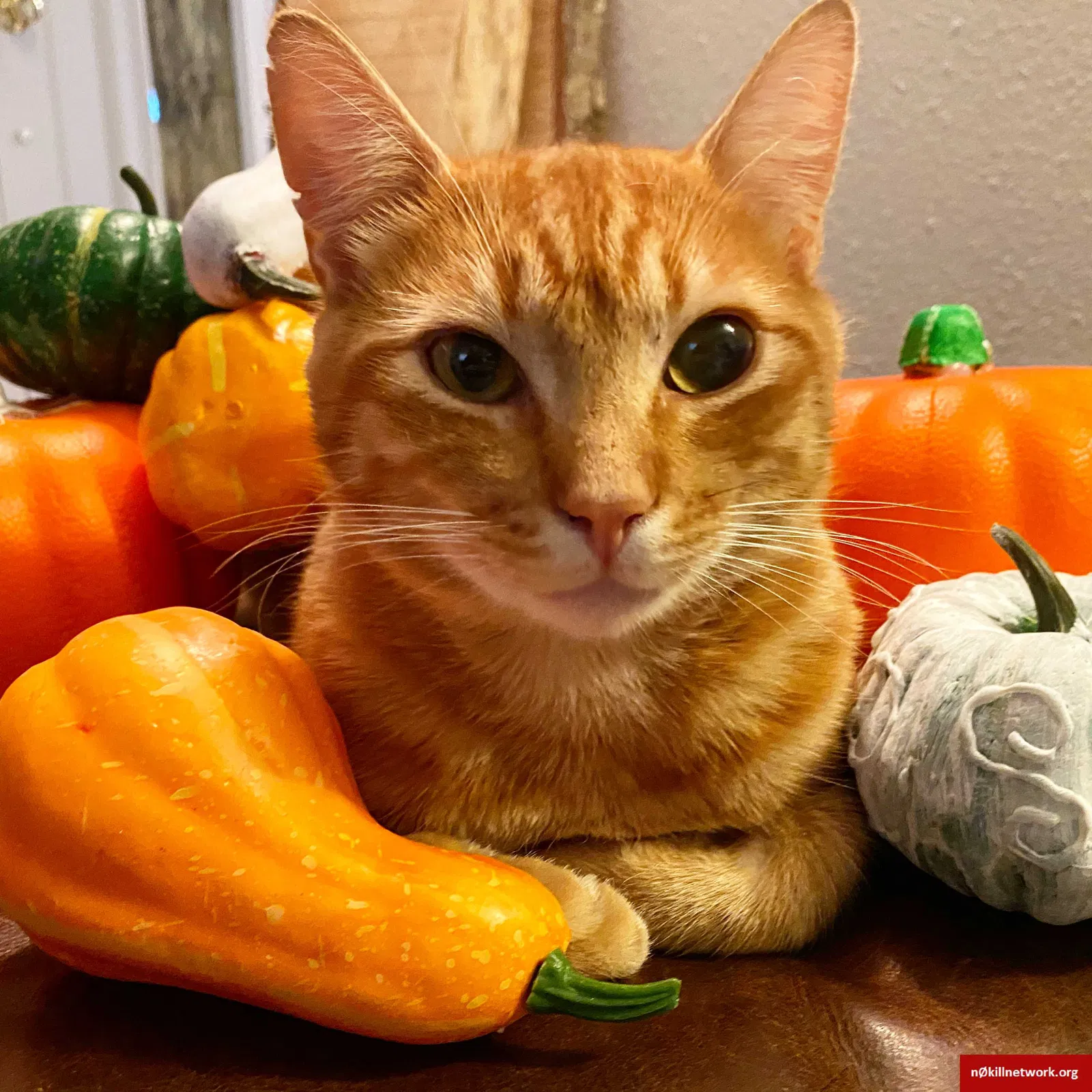 Lost cat in Everett, WA, 98208