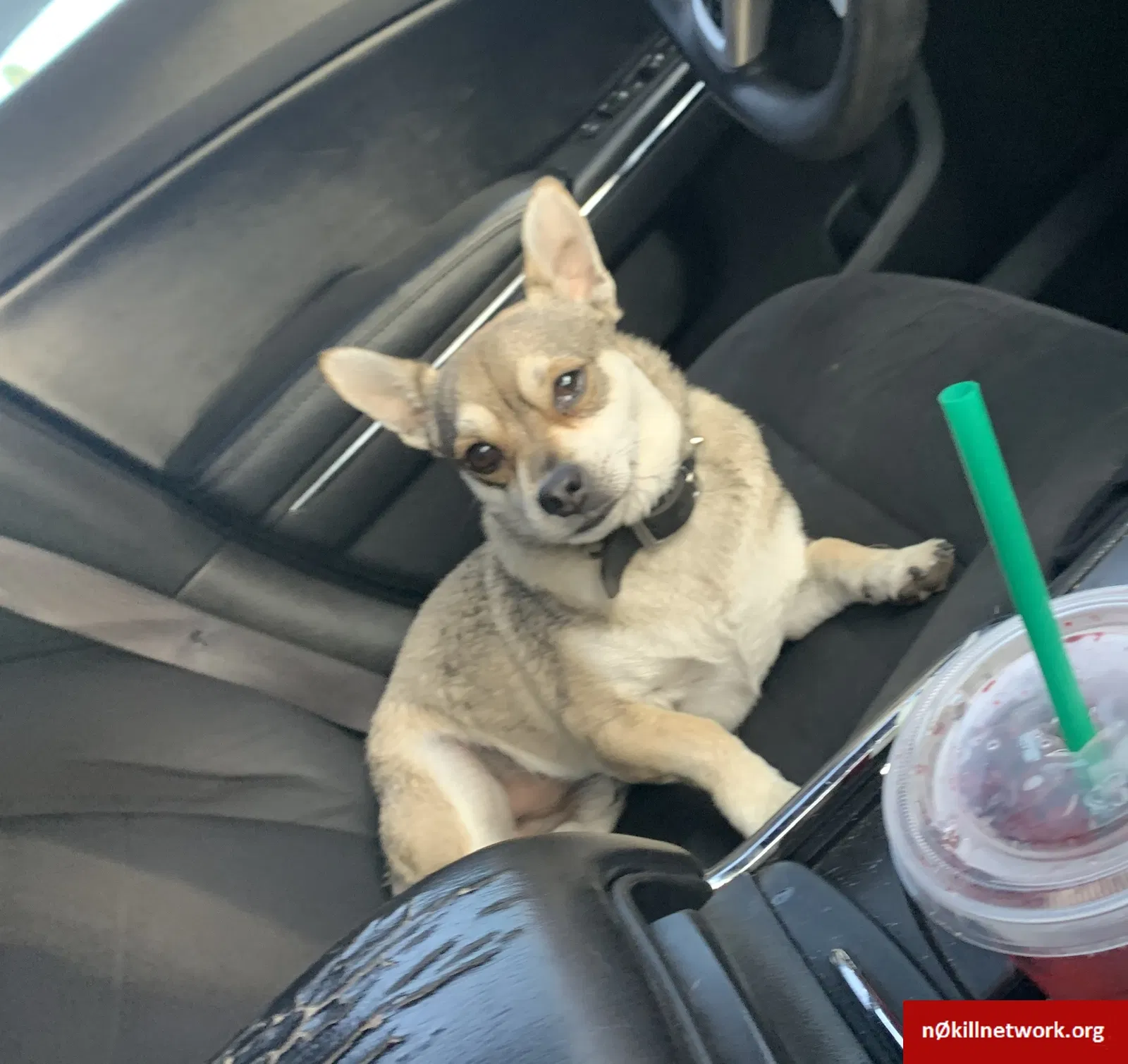 Lost dog in Sacramento, CA, 95835